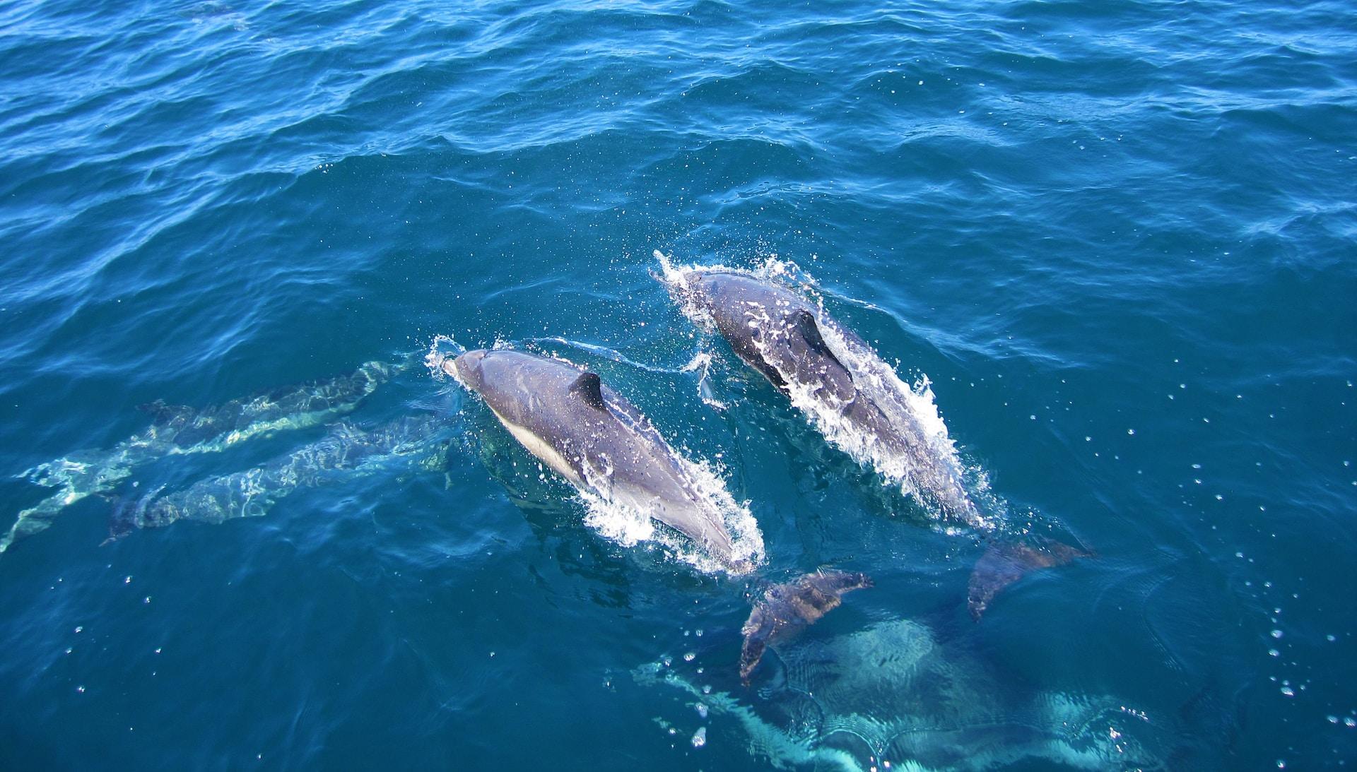 Delfinbeobachtung in Trincomalee