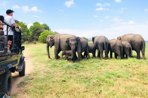 Minneriya National Park Safari & Pidurangala Sunset Hike