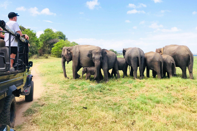 Minneriya National Park Safari & Pidurangala Sunset Hike