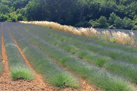 From Aix-en-Provence: Luberon Villages and Lavender Tour