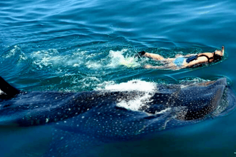 Whale Shark Swim, La Paz, and Todos Santos Day Trip