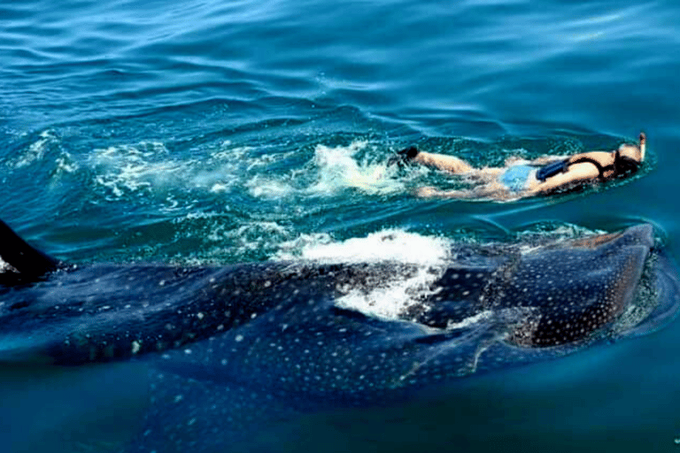 Whale Shark Swim, La Paz, and Todos Santos Day Trip