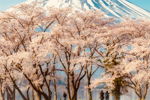 Tokio: Private Tagestour zum Mt.Fuji mit englischsprachigem Fahrer