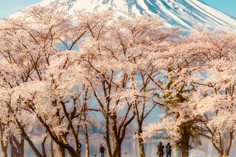 Tokio: Private Tagestour zum Mt.Fuji mit englischsprachigem Fahrer