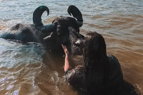 Búfalo Tour Salvaterra