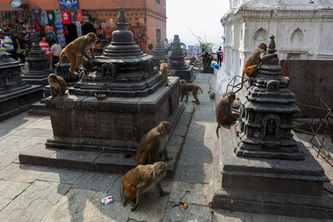 From Delhi: Jaipur Private Day Trip with Monkey Temple Tour with AC Car, Guide and Entry Fee