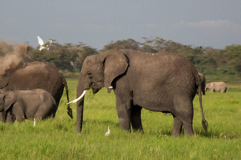 Kenya och Tanzania: 10-dagars klassisk safari med boende