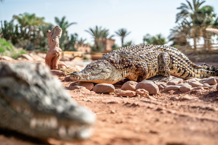 De Marrakech : Excursão particular de 1 dia para a cidade de Agadir