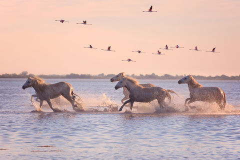 Saintes-Maries de la mer: No coração da história de Camargue