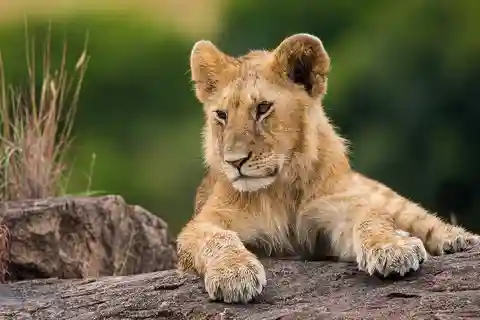 8-Day Ultimate Kenya Safari: Mara, Nakuru, Amboseli & Tsavo