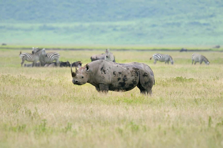 Tour nel Parco Nazionale del Serengeti e nel Cratere di Ngorongoro, partendo da ArushaEsplora il Parco Nazionale del Serengeti e il cratere di Ngorongoro per 3 giorni