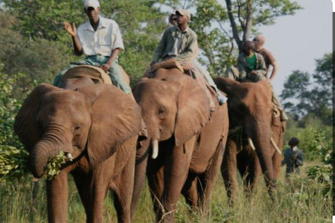 Victoriafallen: Genom en elefants ögaHöjdpunkter