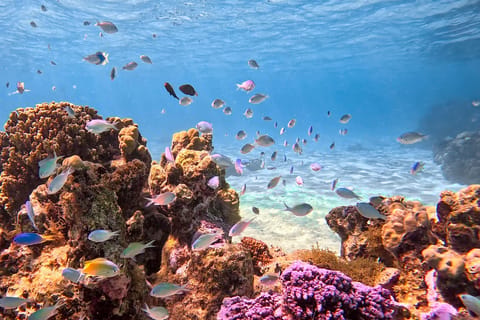 Excursion snorkeling "seul au monde" dans un lagon préservé à Tahiti