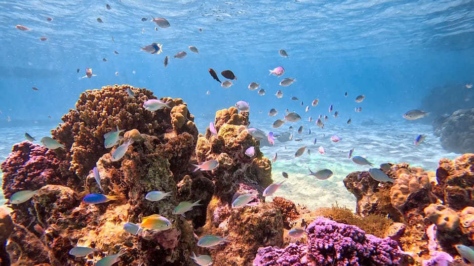 Excursion snorkeling "seul au monde" dans un lagon préservé à Tahiti