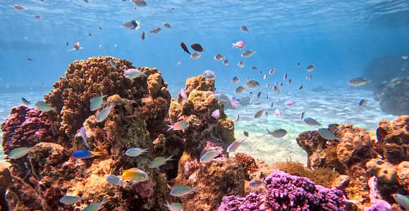 "Lost" snorkeling day trip in a preserved lagoon in Tahiti