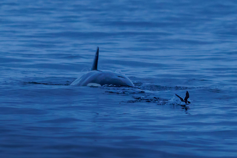 From Skjervøy: Whale Watching in a Heated Cabin Cruiser