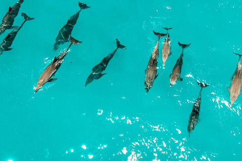 Zanzibar: Swim with Dolphins, Snorkel in Paradise!Two Persons