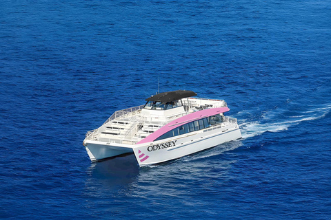 Oahu: Whale Watching Catamaran Tour near Waikiki Oahu Whale Watching