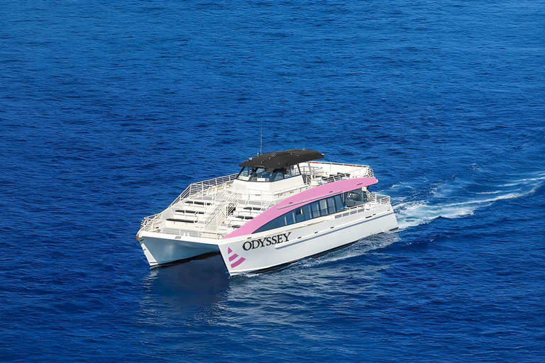 Oahu: Whale Watching Catamaran Tour near Waikiki Oahu Whale Watching