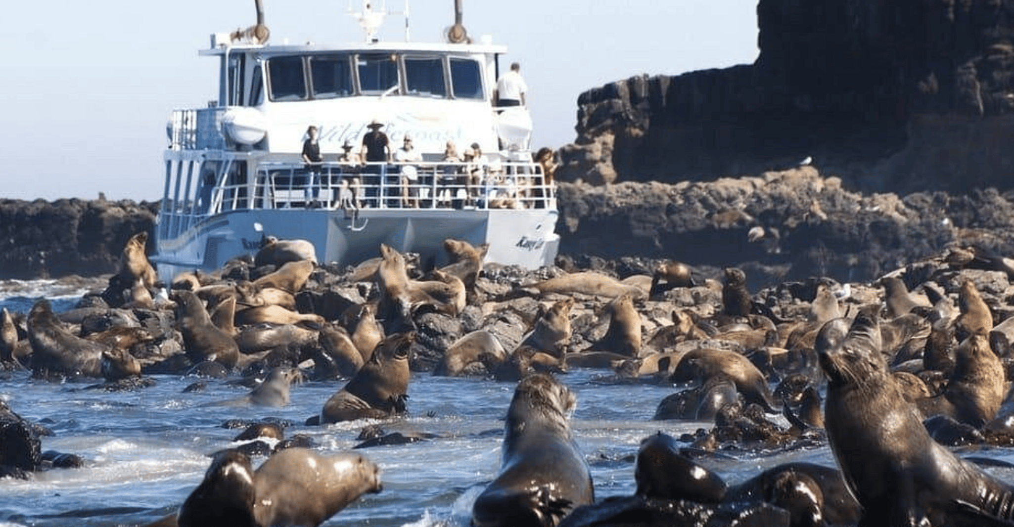 Melbourne: Phillip Island Tour w/ Hop-on Bus or Seal Cruise photo 1