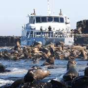 Melbourne: Phillip Island Penguin Parade and Seal Cruise