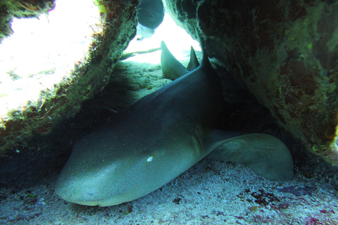 坎昆：在坎昆角进行 2 次珊瑚礁潜水（适合认证潜水员