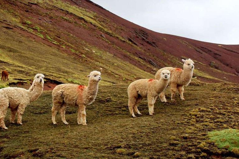 From Cusco: Palccoyo Mountain+Forest Stones |Private|