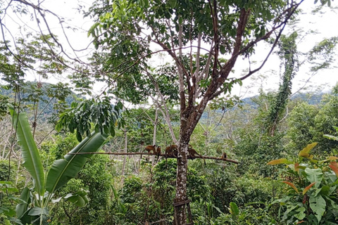 Cusco: 2 Day Manu Amazon Rainforest Wildlife Tour