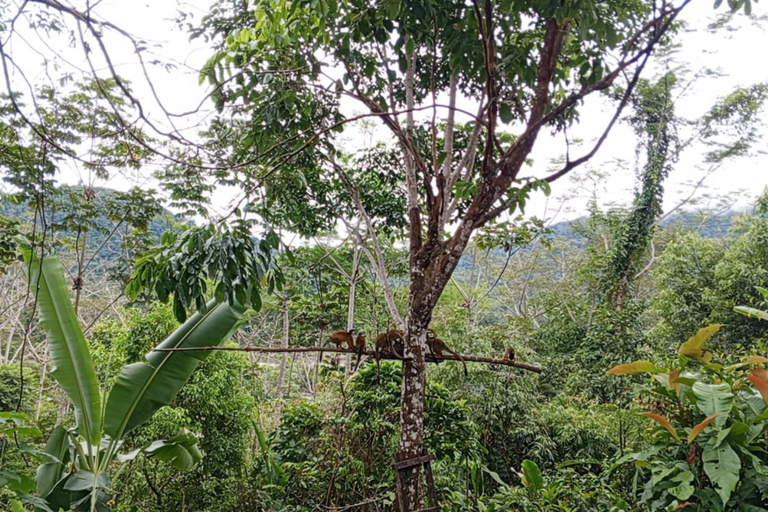 Cusco: 2 Day Manu Amazon Rainforest Wildlife Tour