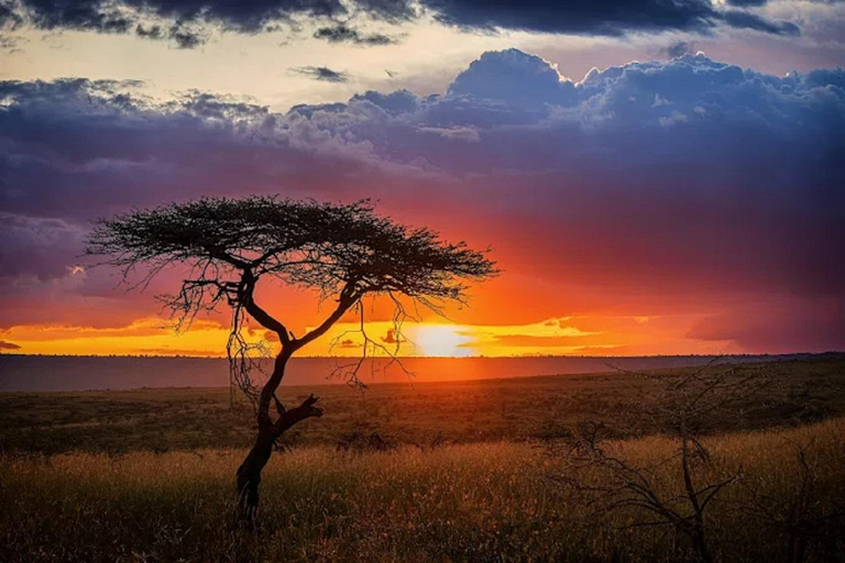 From Nairobi: National Park & Maasai Mara Safari Guided Tour