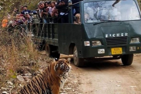 Excursion privée d'une journée avec safari de tigres au départ de Jaipur, tout compris