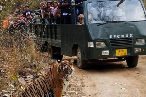 Privat dagstur med tigersafari från Jaipur Allt inkluderat