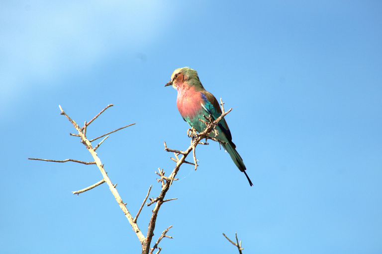 Windhoek: 3-Day Guided Safari in Etosha with Lodge