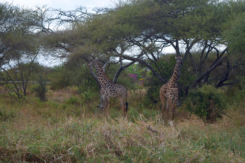 Arusha: Paseo con jirafas