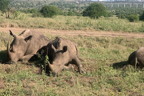 Nairobi National Park & Giraffe Centre Guided Tour