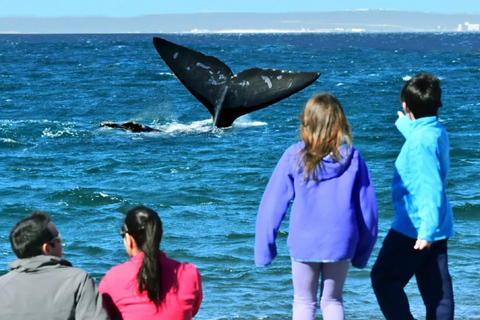Puerto Madryn: El Doradillo Whale Watching Half-Day Tour