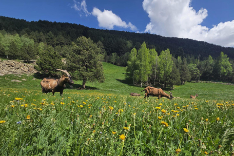 Andorra: Incles Valley Lakes Guided Hike