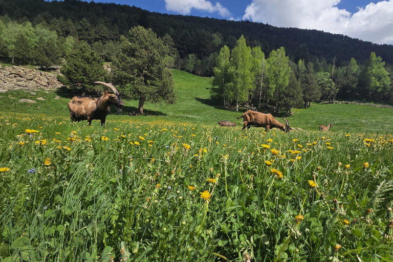 Andorra: Incles Valley Lakes Guided Hike