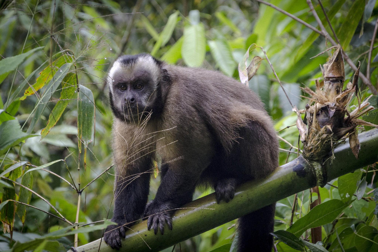 Iquitos: Amazon 4 days | Rio Nanay, Monkey |