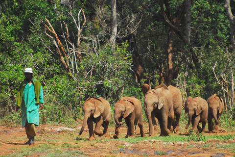 Excursion d'une journée à l'orphelinat d'éléphants David Sheldrick Trust et à Gir