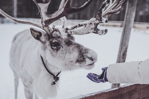 Rovaniemi: Safári em uma autêntica fazenda de renas e passeio de trenó longo