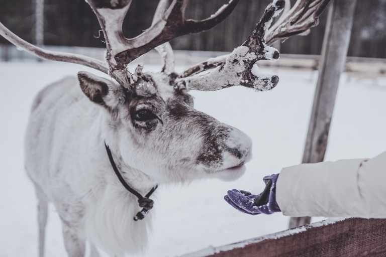 Rovaniemi: Safari con renos y paseo en trineo de 2,5 kmSafari con renos y paseo en trineo de 2,5 km