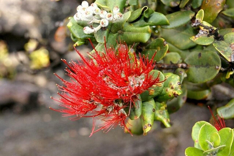 Tour di un giorno del vulcano Hilo alle Hawaii dall&#039;isola di Oahu