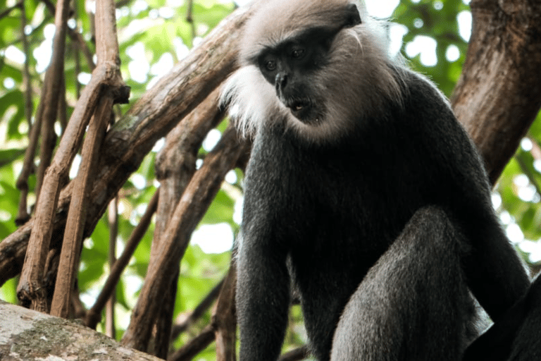 Bentota Village tour By Tuk Tuk