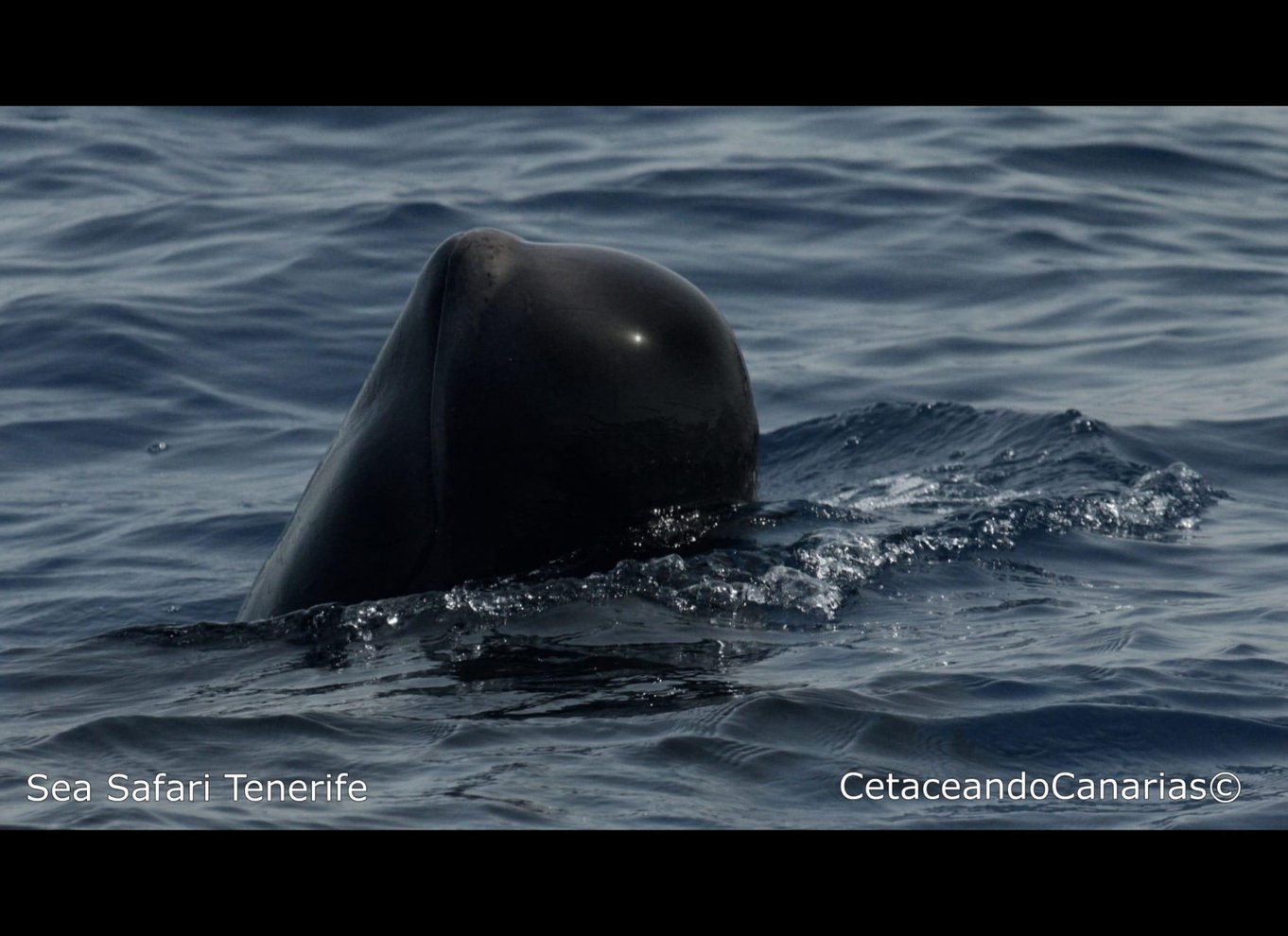 Puerto Colon: Speedbådscruise med delfin- og hvalsafari