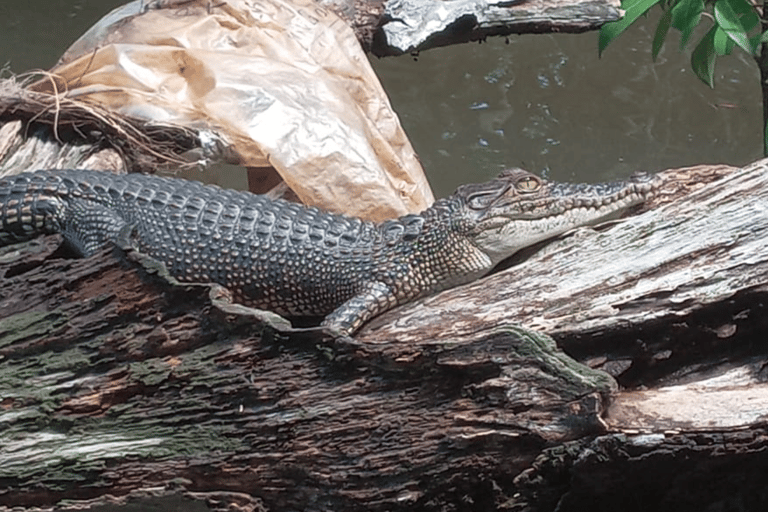 Bentota Village tour By Tuk Tuk