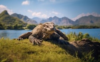 Full Day Tour Komodo Island With Sharing Speedboat - Hizvo