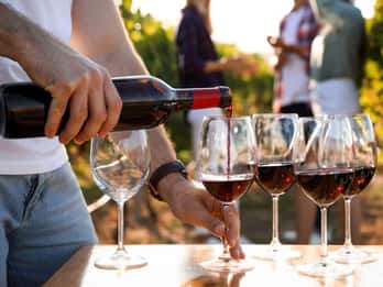 Visitez les vignobles et découvrez les vins de Bandol.