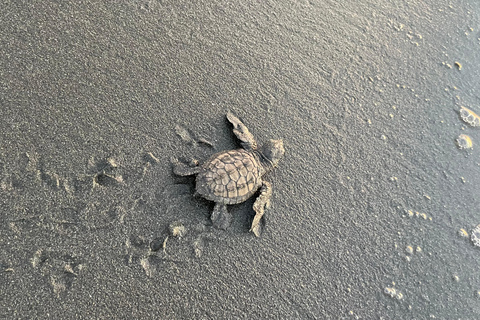Isla Cañas: Newborn Turtle Release Tour with Breakfast