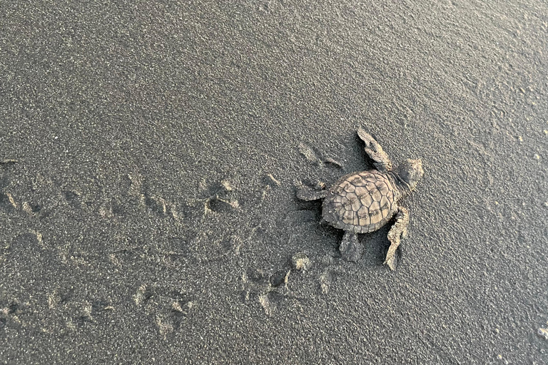 Isla Cañas: Newborn Turtle Release Tour with Breakfast